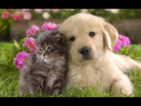 Cute Animals Are Friends - Animal Friendships Compilation 2015 [NEW HD VIDEO]