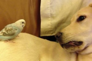 Cute Animals - Budgie and Dog playing