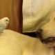 Cute Animals - Budgie and Dog playing
