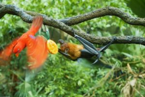 Cute Animals fights || Bat Vs Bird Parrot || Bats and Eclectus Parrot || Megabat || चमगादड़