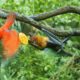 Cute Animals fights || Bat Vs Bird Parrot || Bats and Eclectus Parrot || Megabat || चमगादड़