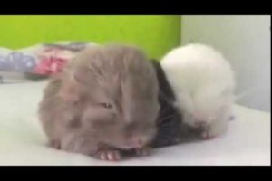 Cute Baby Chinchilla Noises. Baby animals cute videos. Baby animals playing together.