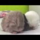 Cute Baby Chinchilla Noises. Baby animals cute videos. Baby animals playing together.