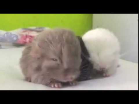 Cute Baby Chinchilla Noises. Baby animals cute videos. Baby animals playing together.