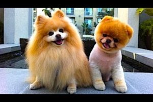 Cute Baby Pomeranian - Cutest Puppies In The World