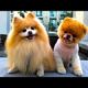 Cute Baby Pomeranian - Cutest Puppies In The World