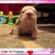 Cute Bulldog Puppies Barking | Cute Puppies