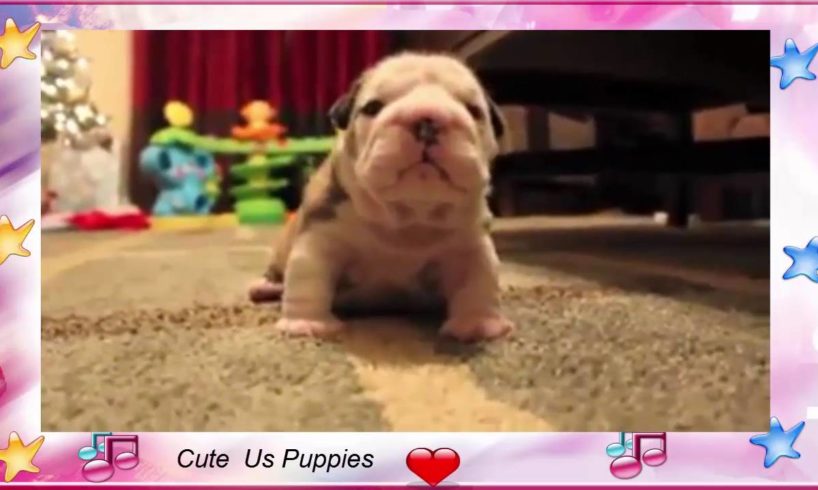 Cute Bulldog Puppies Barking | Cute Puppies