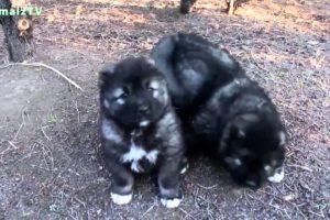 Cute Caucasian Shepherd Dog Puppies in Tbilisi Zoo 2015 [NEW HD VIDEO]