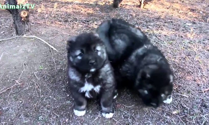 Cute Caucasian Shepherd Dog Puppies in Tbilisi Zoo 2015 [NEW HD VIDEO]
