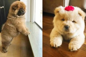 Cute Chow Chow Puppies and Dogs Video Compilation