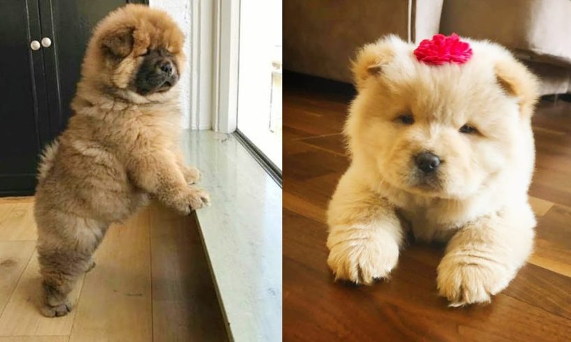 Cute Chow Chow Puppies and Dogs Video Compilation