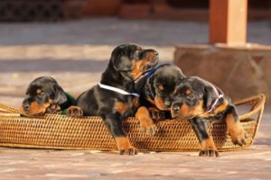 Cute Doberman Puppies - Cutest Puppies Compilation