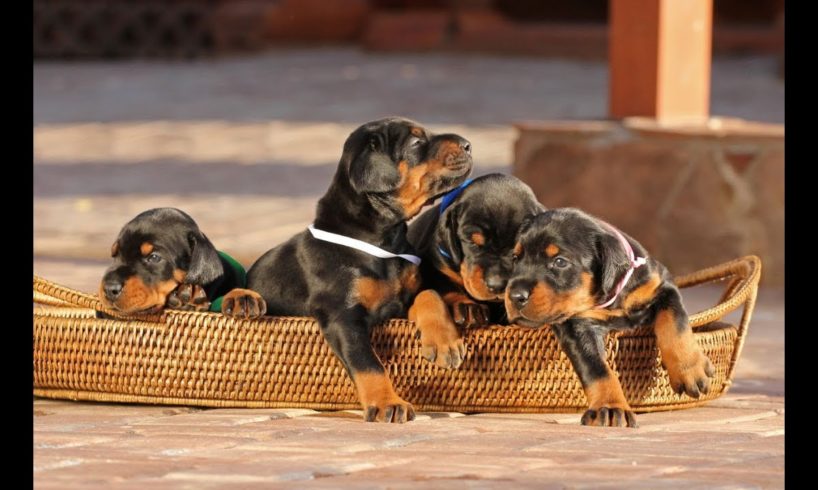 Cute Doberman Puppies - Cutest Puppies Compilation