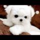 Cute Dogs | Cutest Dog in The World | Cute White Puppies Videos Compilation 2017
