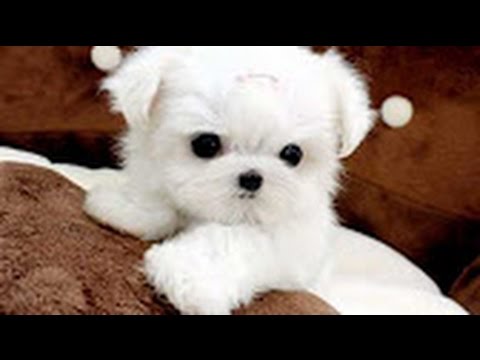 Cute Dogs | Cutest Dog in The World | Cute White Puppies Videos Compilation 2017