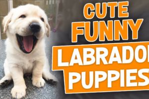 Cute Labrador Puppies Doing Funny Things Videos Compilation 2018