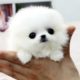 Cute Pomeranian Puppies Playing! Cutest Compilation!