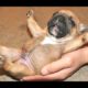 Cute Puppies - A Cute Puppy Videos Compilation 2015