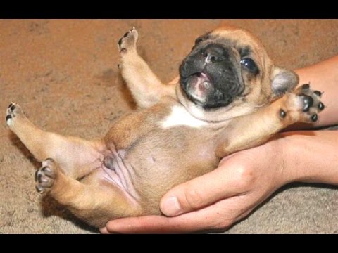 Cute Puppies - A Cute Puppy Videos Compilation 2015