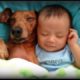 Cute Puppies And Adorable Babies Compilation | Laugh TV