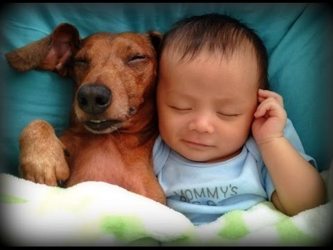 Cute Puppies And Adorable Babies Compilation | Laugh TV