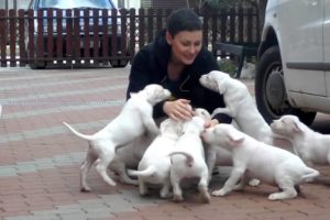 Cute Puppies Attack Compilation