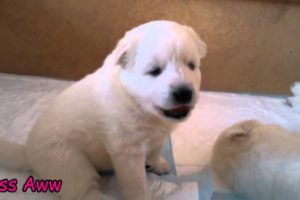 Cute Puppies Barking For The First Time