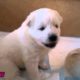 Cute Puppies Barking For The First Time