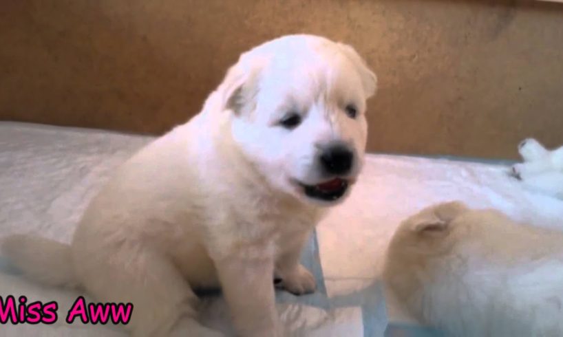 Cute Puppies Barking For The First Time