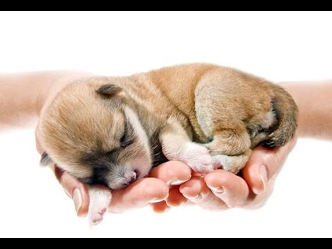 Cute Puppies Being Born