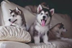 Cute Puppies -  Best Of Funny And Cutest Husky Puppy Howling And Playing Compilation