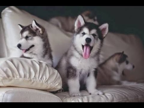 Cute Puppies -  Best Of Funny And Cutest Husky Puppy Howling And Playing Compilation