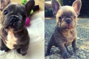 Cute Puppies | Cutest French Bulldog compilations 2019 #19 | Funny Cute Animals