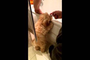 Cute Puppies Doing Funny Things: Cute Cockapoo puppy compilation!