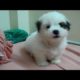 Cute Puppies -  Funny Puppies Video Compilation 2017 ( New HD )