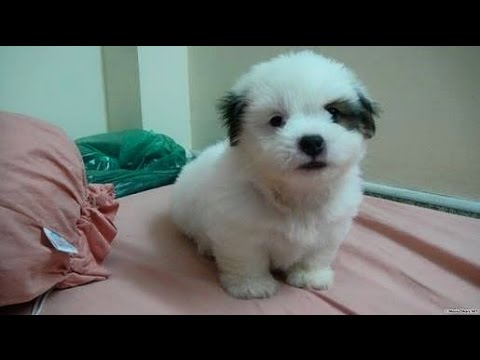 Cute Puppies -  Funny Puppies Video Compilation 2017 ( New HD )