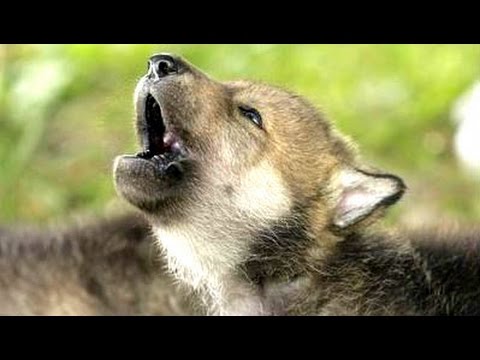 Cute Puppies Howling Compilation 2015 || NEW