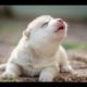 Cute Puppies Howling Compilation 2016 [Cuteness Overload]