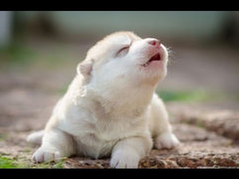 Cute Puppies Howling Compilation 2016 [Cuteness Overload]