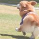 Cute Puppies Running Around - Cute Puppy Videos Funny - Puppies TV