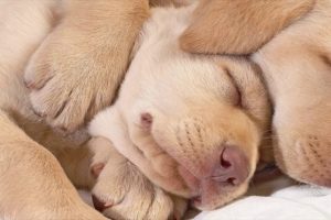 Cute Puppies Sleeping  Compilation with  Puppies Snoring