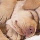 Cute Puppies Sleeping  Compilation with  Puppies Snoring