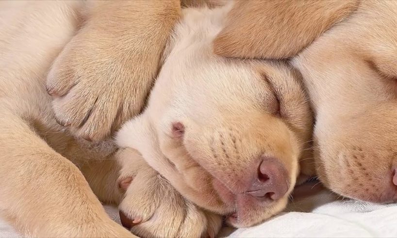 Cute Puppies Sleeping  Compilation with  Puppies Snoring