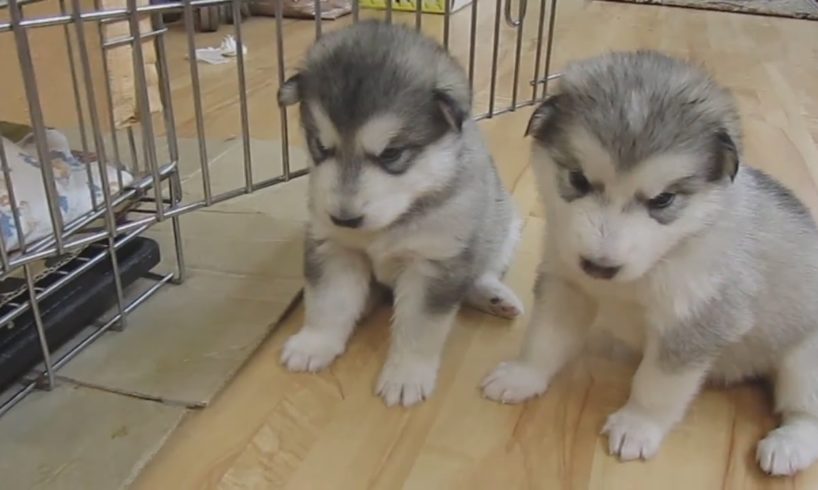 Cute Puppies Sneeze and Sleep