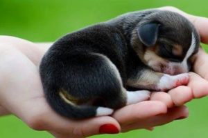 Cute Puppies That Stay Small And Don't Shed