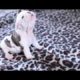 Cute Puppies That Will Make You Smile ~ Compilation 2015