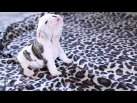 Cute Puppies That Will Make You Smile ~ Compilation 2015