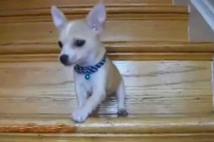 Cute Puppies Using Stairs For The First Time Compilation 2015 || AHF