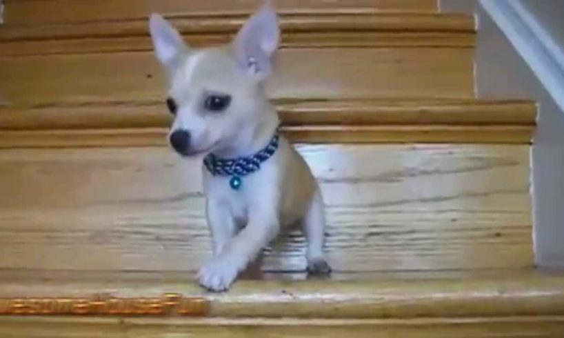 Cute Puppies Using Stairs For The First Time Compilation 2015 || AHF